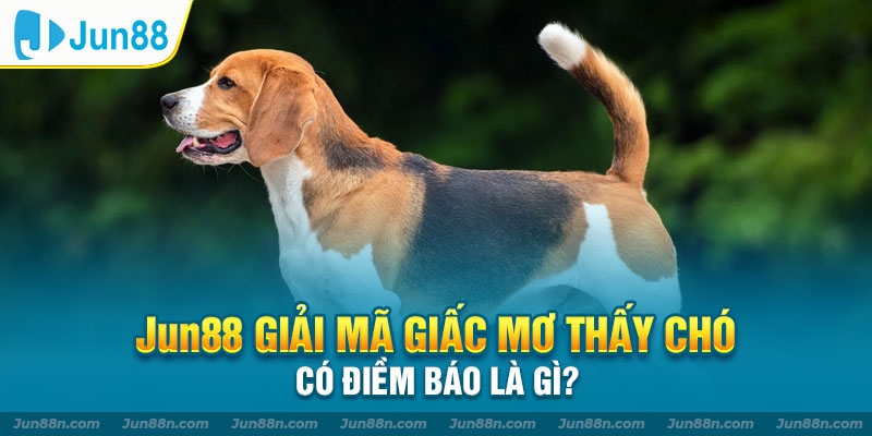 JUN88 giải mã giấc mơ thấy chó có điềm báo là gì?