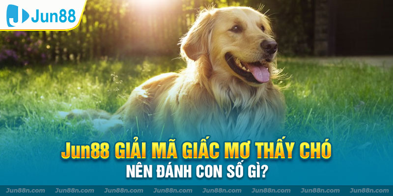 JUN88 giải mã giấc mơ thấy chó nên đánh con số gì?